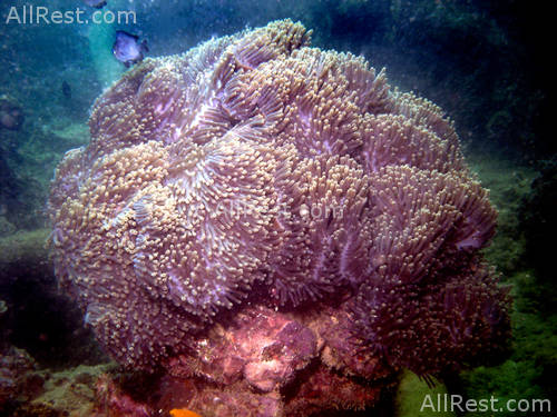 Coral Island Resort 56